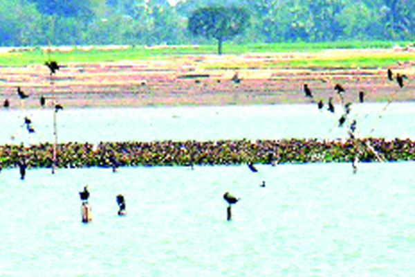 হারিয়ে যাচ্ছে  জবই বিল