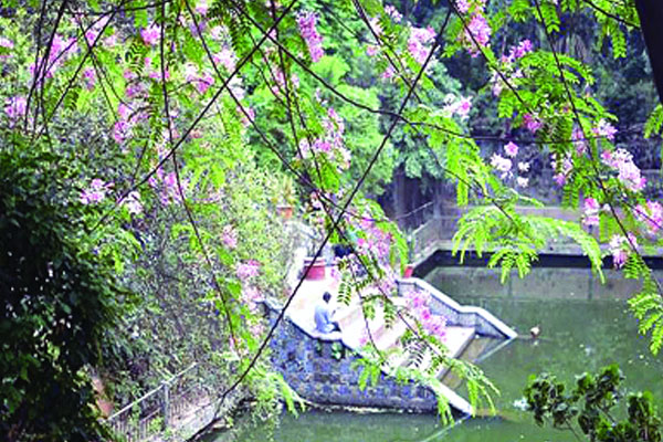 বলধা গার্ডেনে বিরল গাছ হুমকির মুখে