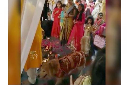মালিকের সঙ্গে বিয়ের মন্ডপে পোষ্যও, অতঃপর...!