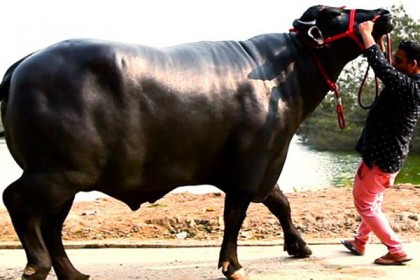 মহিষের দাম নয় কোটি ২৫ লাখ