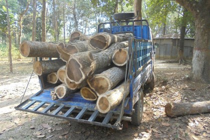 ভালুকায় বনের গাছ কেটে পালানোর সময় পিকআপ আটক