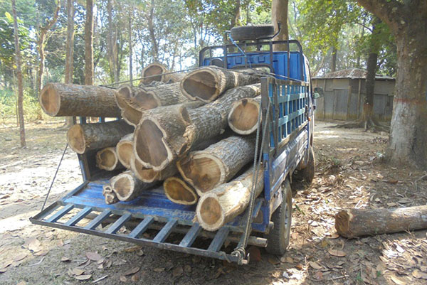 ভালুকায় বনের গাছ কেটে পালানোর সময় পিকআপ আটক