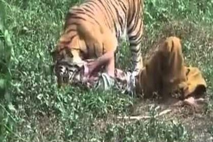 বাঘের সঙ্গে লড়ে সঙ্গীকে যে ভাবে ফিরিয়ে আনলেন বাকি দু'জন!

