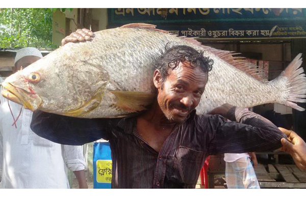 টেকনাফে জেলেদের জালে ১২৫ কেজি ওজনের পোয়া মাছ!