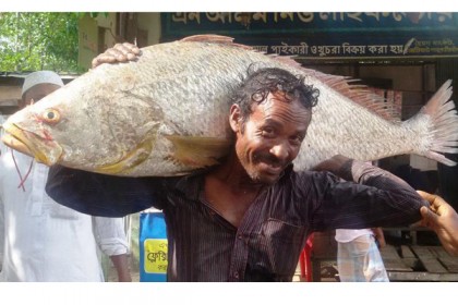 টেকনাফে জেলেদের জালে ১২৫ কেজি ওজনের পোয়া মাছ!