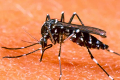 মশা তাড়ানোর ঘরোয়া উপায় জেনে নিন