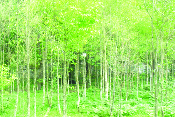 জৌলুস ফিরছে আগর খাতে