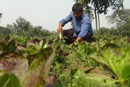 বিদেশি সবজি চাষে ভূমিহীন সাইফুলের দিনবদল