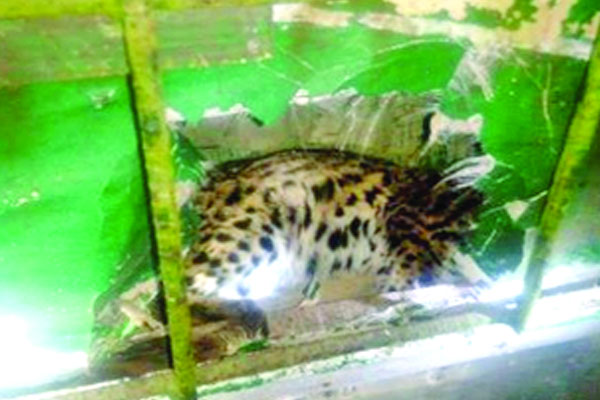 বিলুপ্তপ্রায় কচ্ছপ বাটাগুর বাসকা