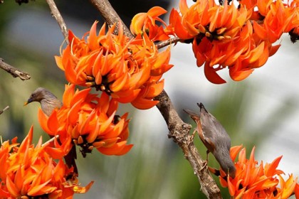 পলাশ কুঁড়ির ঔষধি গুণ