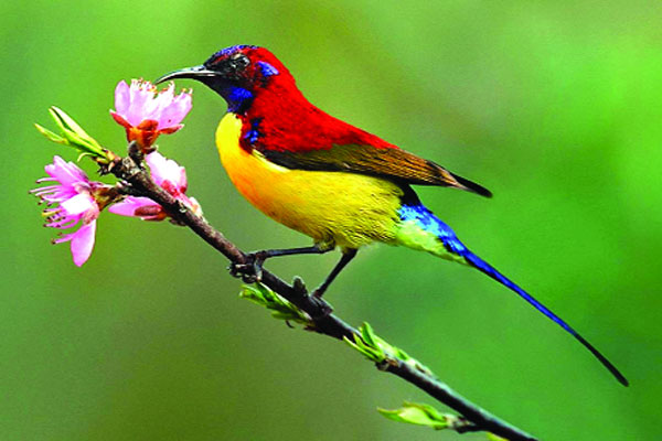 সিঁদুরে হলুদ মৌটুসি