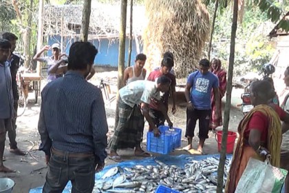 কালকিনিতে পুকুরে বিষ দিয়ে দুই লাখ টাকার মাছ নিধন