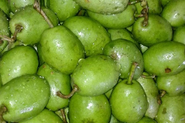 জলপাইয়ের যত গুণাগুণ