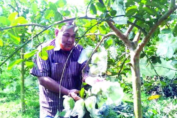 থাই পেয়ারায় স্বাবলম্বী নূরুল