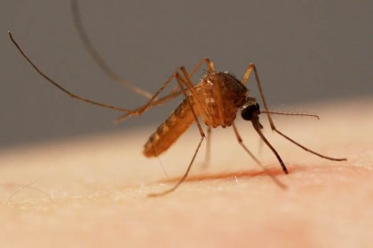 মশার বংশ নির্বংশ হবে আশ্চর্য যে ডিভাইসে!