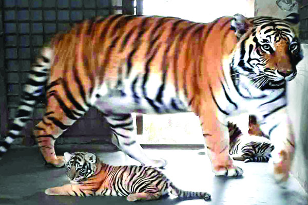 সাফারি পার্কে তিন নতুন অতিথি