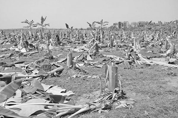 দুই নেতার বিরোধে কাটা পড়ল কৃষকের ৫০০ কলাগাছ