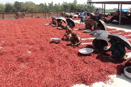 যমুনার চরে লাল মরিচের বাম্পার ফলন 