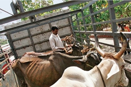 গো-হত্যা ঠেকাতে গুজরাটে যাবজ্জীবন জেল!