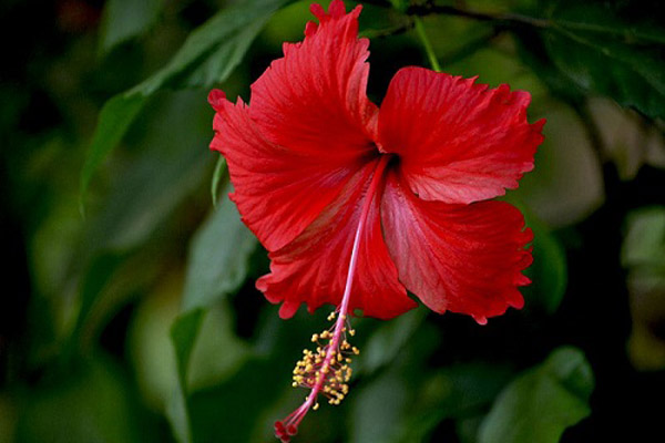 টাক সমস্যা সমাধানে জবাফুল

