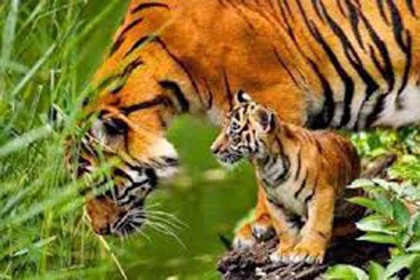 সাতক্ষীরা রেঞ্জে বাঘের সংখ্যা জানা যাবে আগস্টে