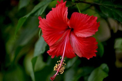 টাক সমস্যা সমাধানে জবাফুল

