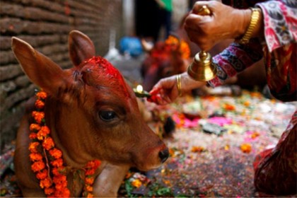 গো-হত্যায় যাবজ্জীবন কারাদণ্ডের নির্দেশ!