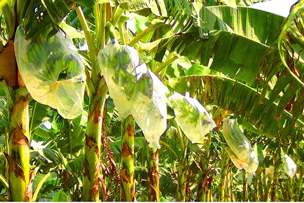 জনপ্রিয়তা পাচ্ছে ফ্রুট ব্যাগিং পদ্ধতিতে কলা চাষ