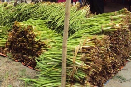 কচুর লতির গুণাগুণ