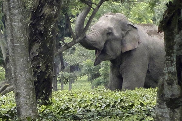 এসএমএসের মাধ্যমে হাতির গতিবিধি নির্ণয়!