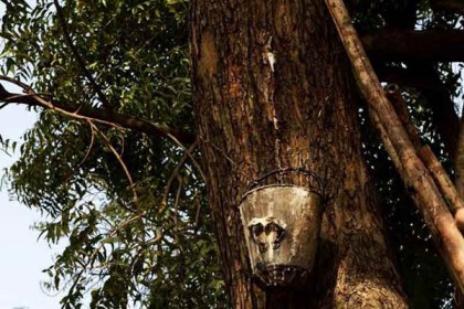 নিমগাছ থেকে বের হচ্ছে ‘বিয়ার’, দিল্লি বিশ্ববিদ্যালয়ে হুলস্থুল!
