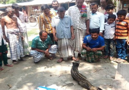 বাঘায় বিরল প্রজাতির প্রাণি উদ্ধার