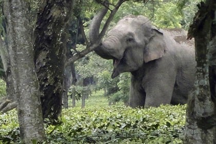এসএমএসের মাধ্যমে হাতির গতিবিধি নির্ণয়!