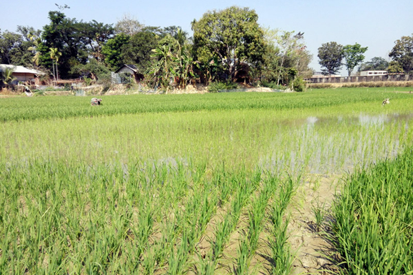উদ্বিগ্ন পাহাড়ের বোরো ধান চাষীরা 