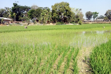 উদ্বিগ্ন পাহাড়ের বোরো ধান চাষীরা 