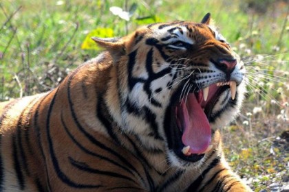 সুন্দরবনে বাঘের আক্রমণে জেলে নিহত