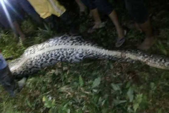 'আস্ত মানুষ' গিলে খেল পাইথন!