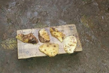 ভালুকায় জঙ্গলের আলু খেয়ে বৃদ্ধার মৃত্যু
