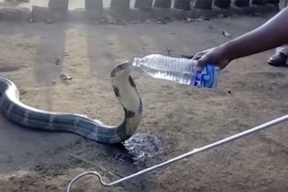 পানির সংকটে পড়ে বোতলের পানি পান করল গোখরা সাপ! (ভিডিও)

