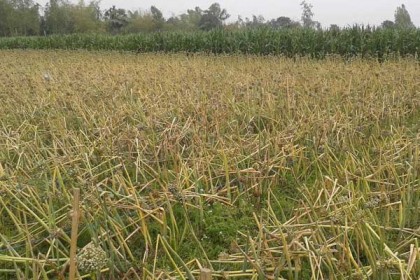 দিনাজপুরে শিলাবৃষ্টিতে পেঁয়াজ বীজের ব্যাপক ক্ষতি