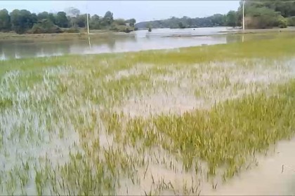 ভালুকায় বৃষ্টির পানিতে তলিয়ে গেছে ফসলি জমি