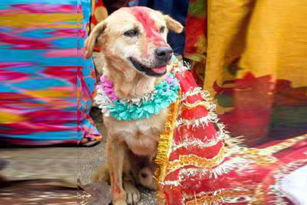রাজকীয় বিয়ের আসরে ২৫০টি কুকুর-বরযাত্রী!