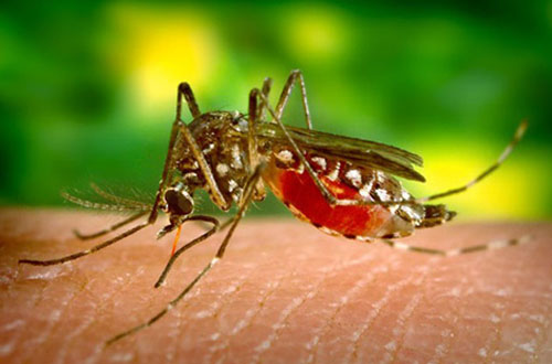 মশা যে কারণে বেশি কামড়ায়