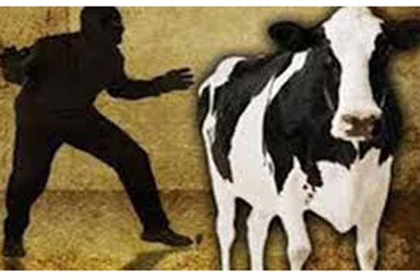 চৌদ্দগ্রামে এক রাতে কৃষকের ৫টি গরু চুরি