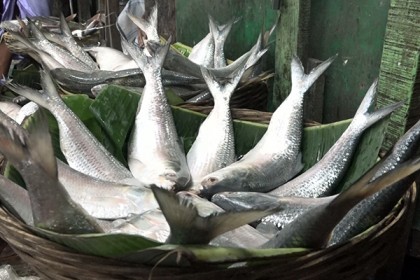 ঢাকার চেয়ে বরিশালে ইলিশের দাম বেশি