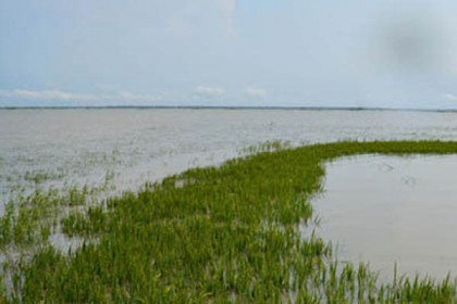 সুনামগঞ্জে ৮০ হাজার হেক্টর জমি পানির নিচে, দিশেহারা কৃষক