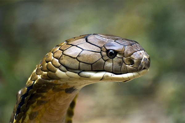 সুন্দরবনেই আছে পৃথিবীর সবচেয়ে বিষাক্ত সাপ