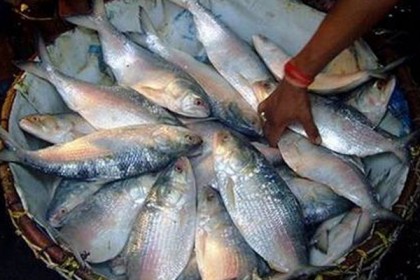 ৩০ কেজি ইলিশ নিয়ে গেছেন প্রধানমন্ত্রী