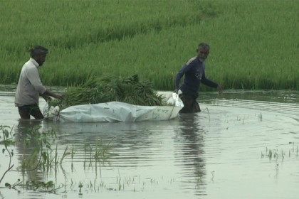 বন্যার পানিতে ভেসে গেছে সব স্বপ্ন