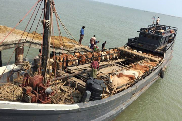 মিয়ানমার থেকে রেকর্ড সংখ্যক গবাদি পশু আমদানি